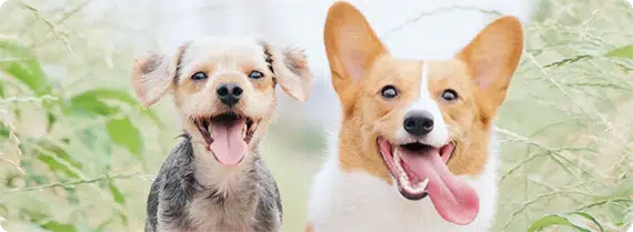 Barks and Purrs Reference Image