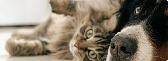 You Can Donate To Save Pets Reference Image